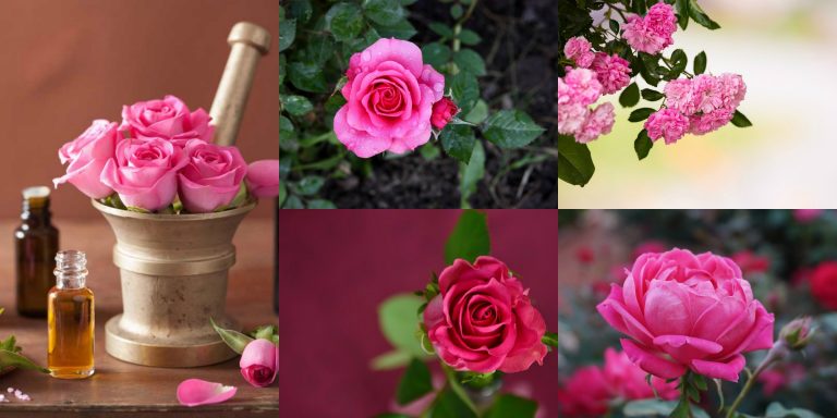 Trattamenti benessere all'essenza di rosa