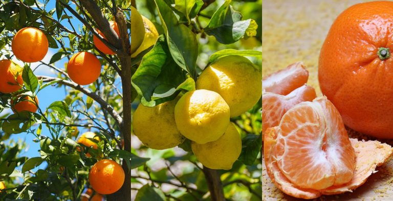 Trattamenti benessere agli agrumi