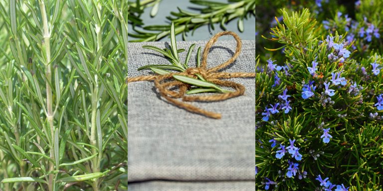 Trattamenti in SPA al Rosmarino