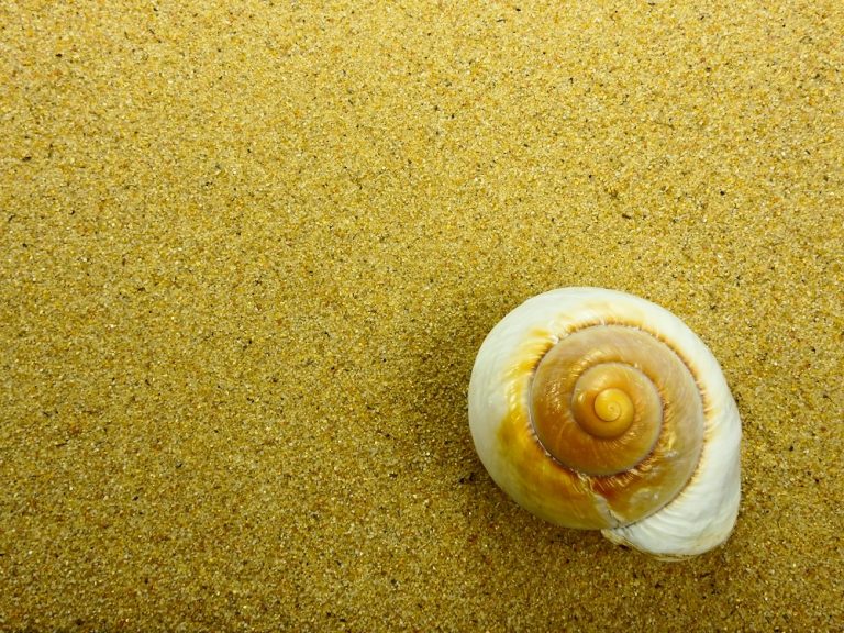 Mare e SPA: il massaggio con le conchiglie